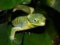 Abronia graminea (schmaler Augenring)